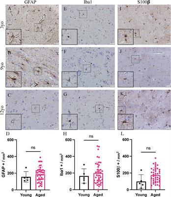 Activated gliosis, accumulation of amyloid β, and hyperphosphorylation of tau in aging canines with and without cognitive decline